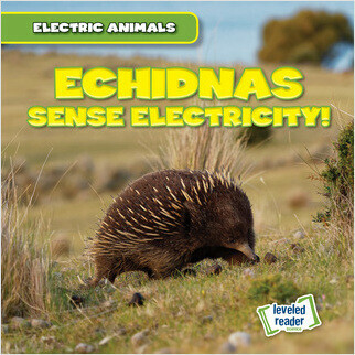 Cover: Echidnas Sense Electricity!