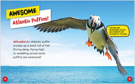 Atlantic Puffin - Bearport Publishing