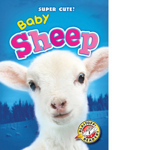 Cover: Baby Sheep